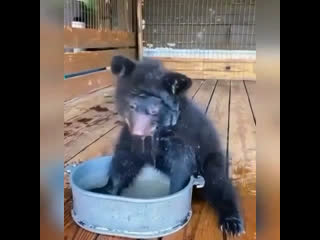 little bear cub