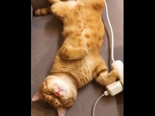 the cat is charged